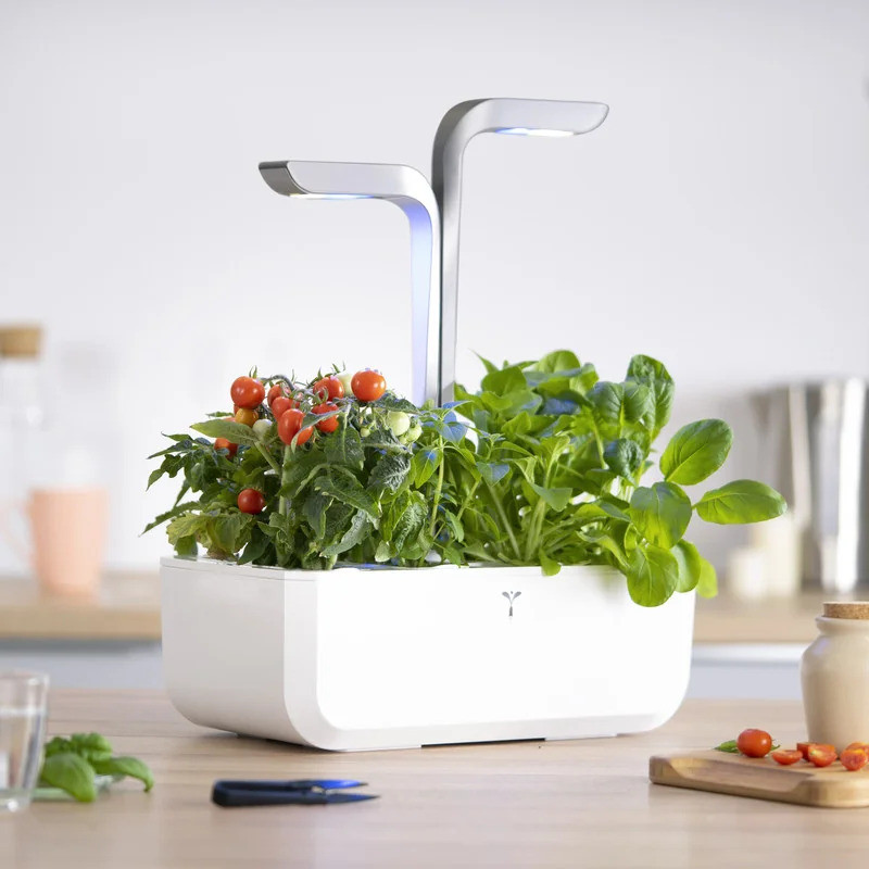 Véritable Lingot Roșii roșii mini